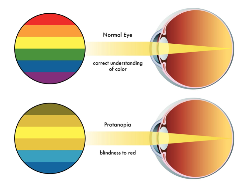 Color-blind Assistance in the Monash App